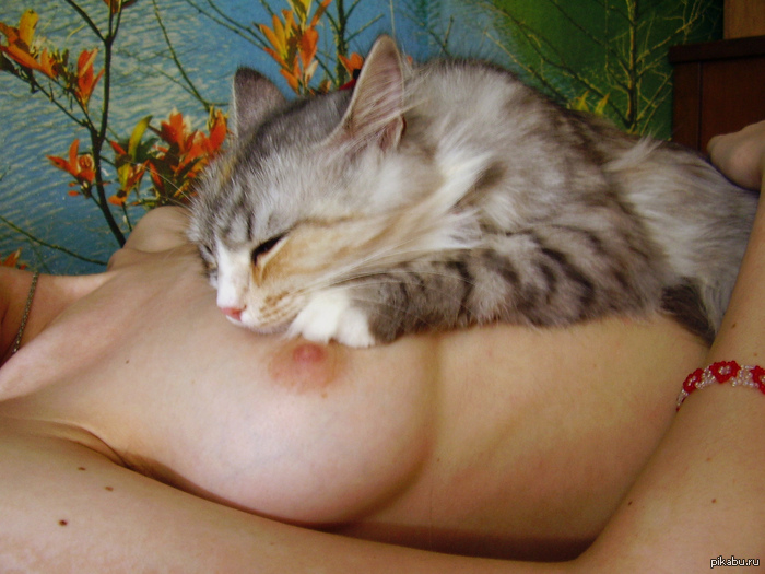 Кошка лижет пизду